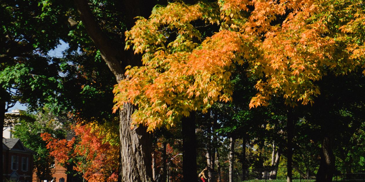 An image of fall trees on campus