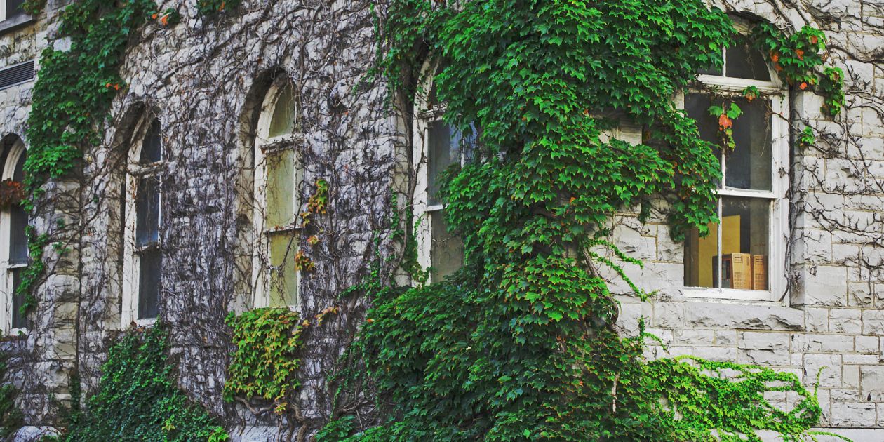 An image of a vine growing on a stone building on Queen's campus