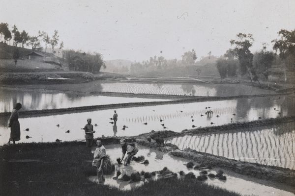 Image of a photo taken by Oliver Hume, 1905-15, transplanting rice