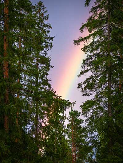 Rainbow and daylight between two trees.