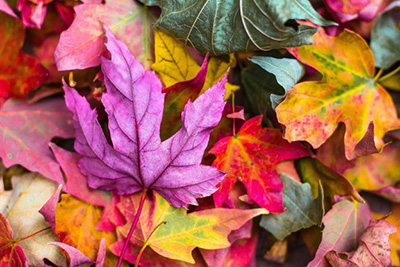 Coloured leaves.