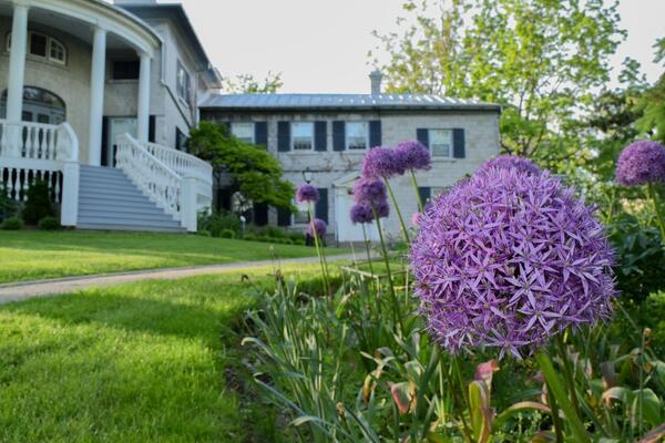 View of Summerhill with purple flower in foreground