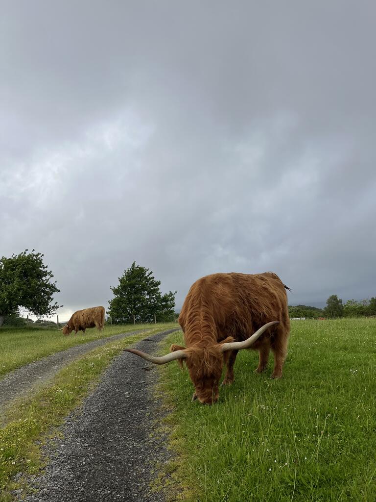 A highland cow on a remote path
