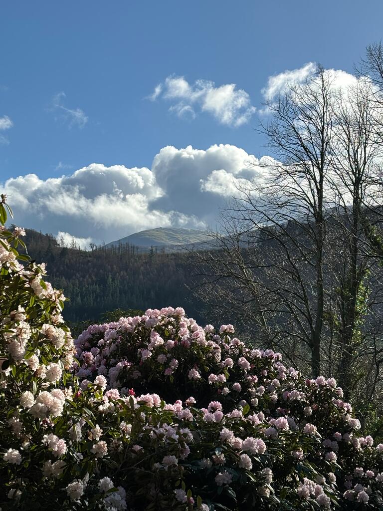Gorgeous blossoms in front of a mountain the distance