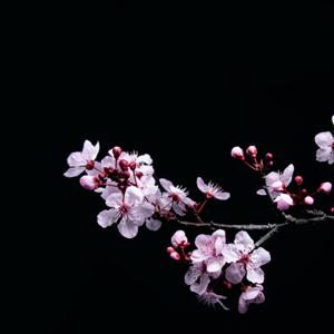 Cherry blossom by David Brooke Martin