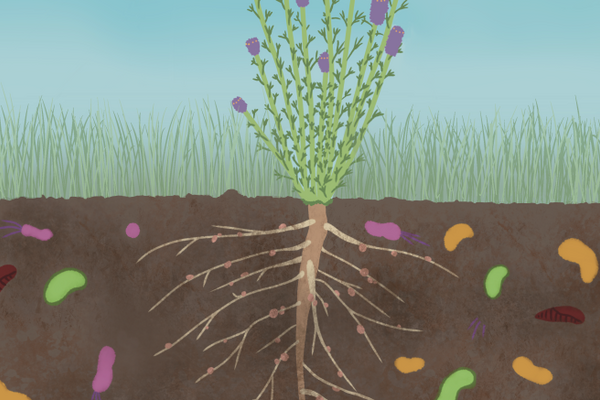 the Manitoban: Macro-innovation at a micro-scale