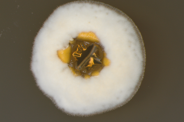 Tasbiha Mahveev profile