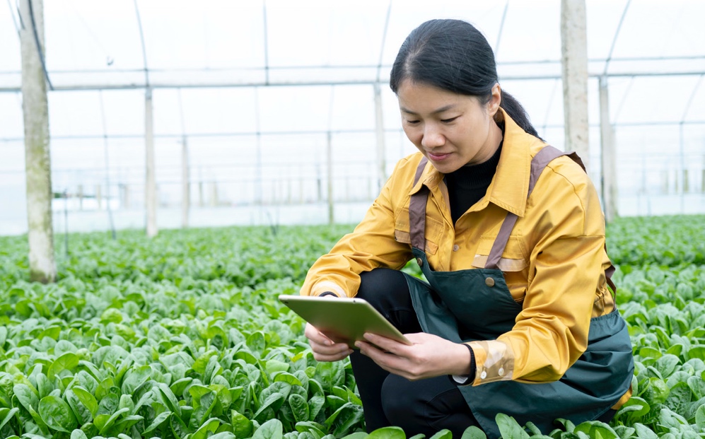 Female farmer checks the growth of vegetables with a tablet