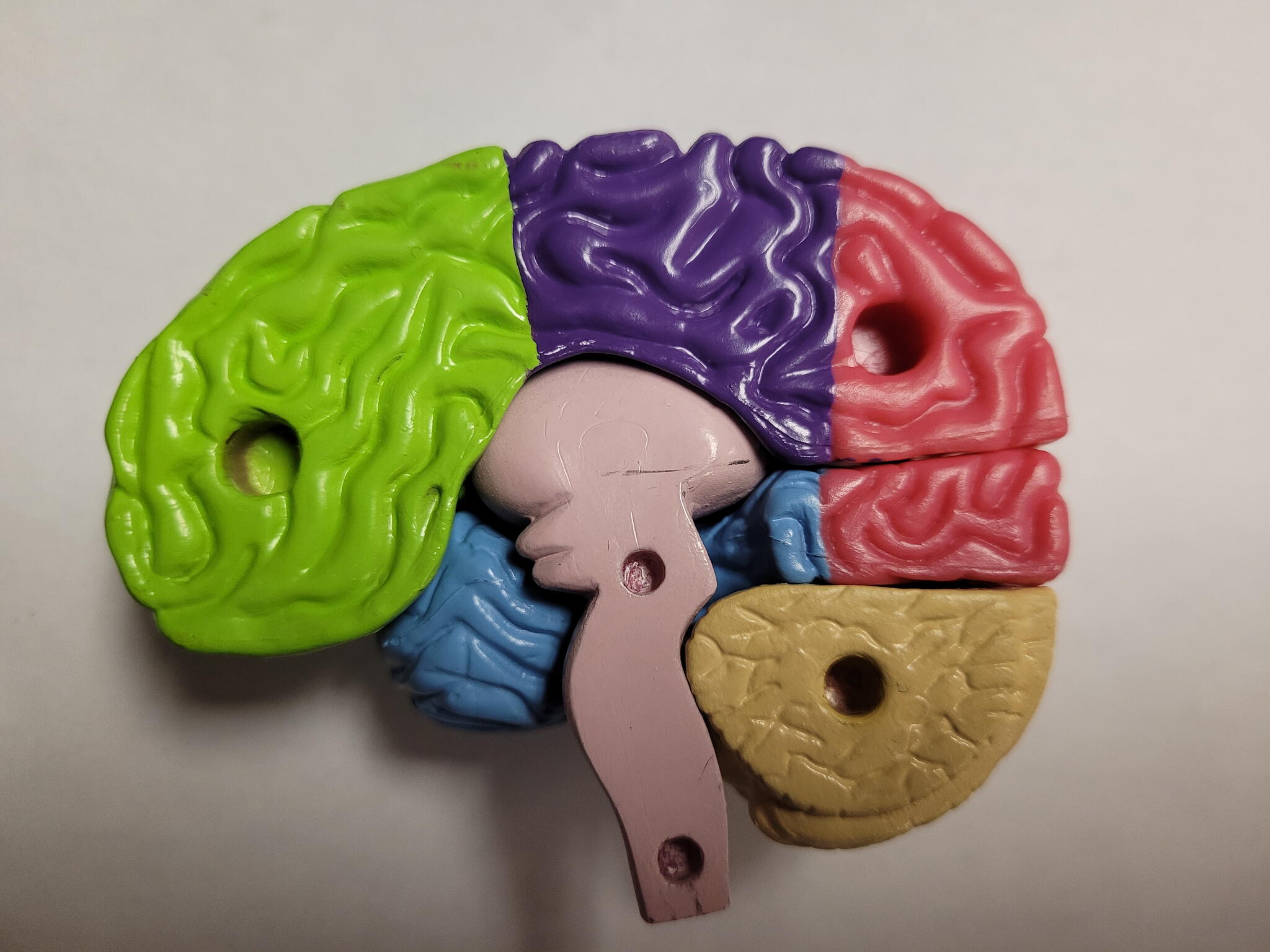[Brain Model]