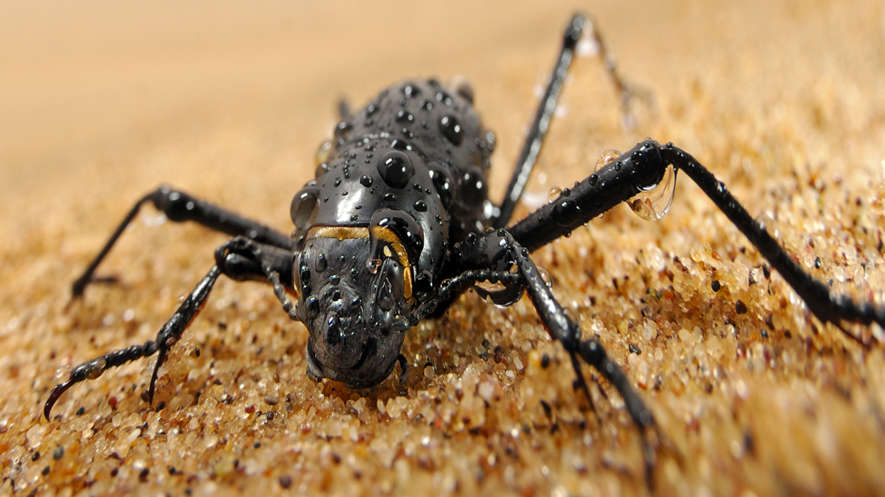 Namib Desert Bettle