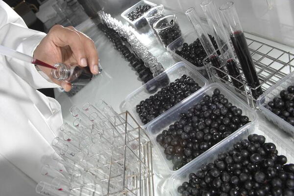 Lab tech using pipette