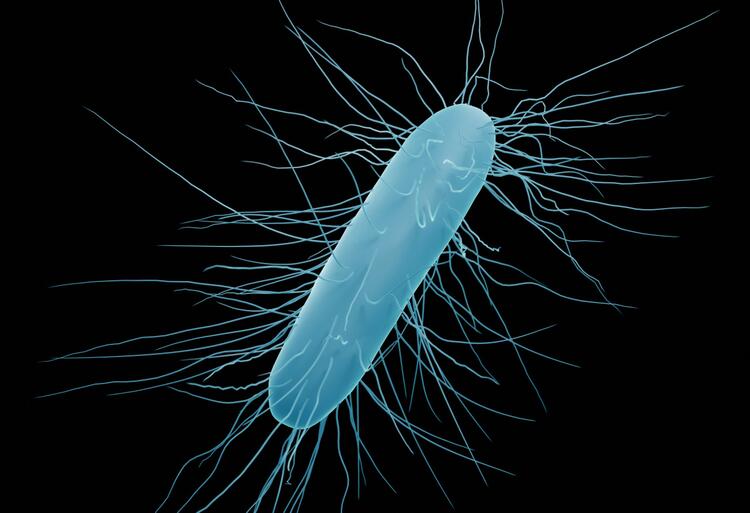 Bacteria illuminated by blue colour over black background