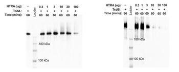 Purified HTRA degraded and neutralized CD Toxins assay results