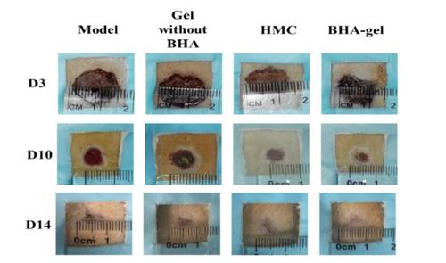 Series of images showing wound healing