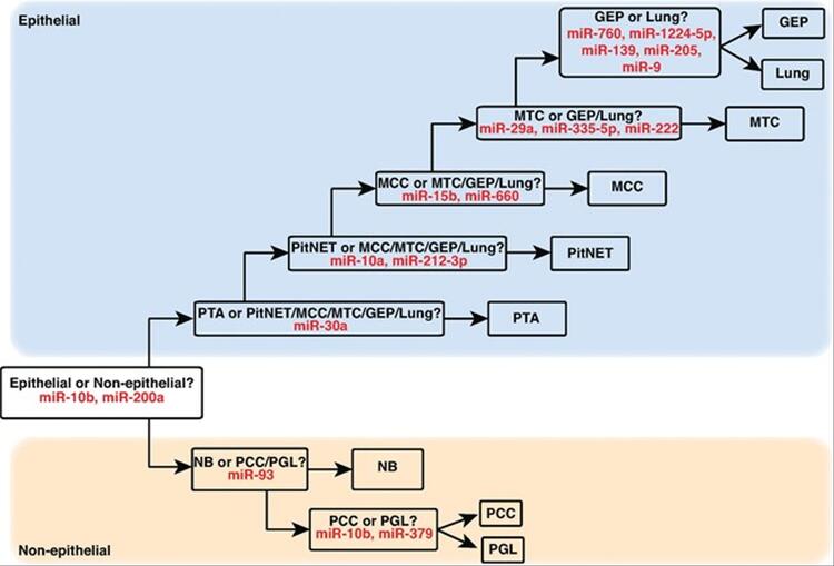 Multilayer miRNA-based Classifier for Predicting NEN Pathological Types
