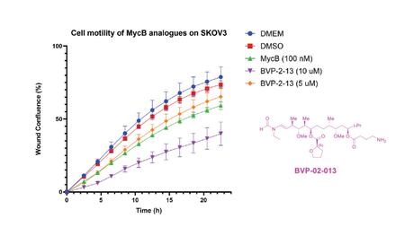 Chart showing the effects on the motility of SKOV3 Ovarian cancer cells of BVP-2-13 (5 or 10 uM final) or Mycalolide B (100 nM final) compared in a scratch wound assay