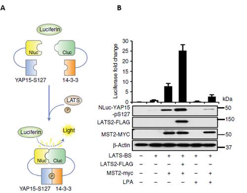 Diagrams showing how the LATS biocsensor works