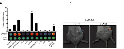 Diagram showing how LATS-BS responds to drug treatment