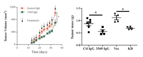 MMP-14 blockade with AB 3369 inhibits breast tumor growth graphs