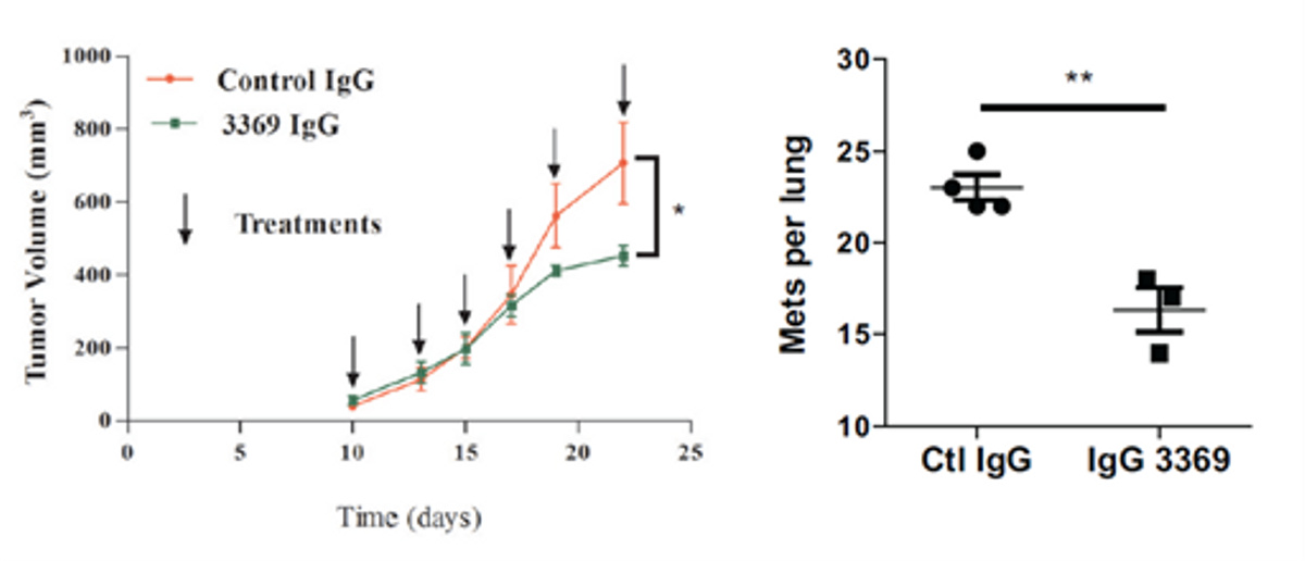  MMP-14 blockade reduces breast tumor growth and metastasis graphs