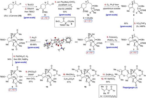 12 Step Total Synthesis of Thapsigargin (1) from (R)-(­-)-Carvone 