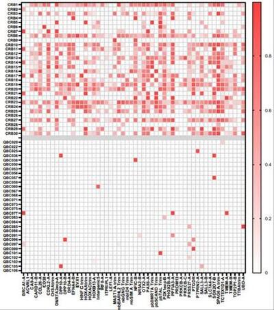 A heatmap of the fraction of methylated DNA for each probe