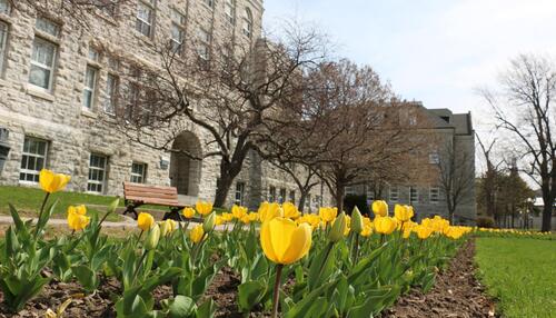 Flemming Hall-Jemmett Wing with yellow tulips in foreground