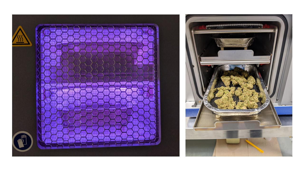 Cannabis flowers being sterilized inside CPG the plasma prototype machine.