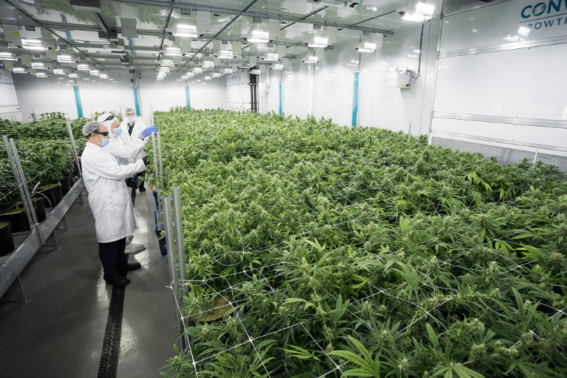 three people standing in the ABCann cannabis facility