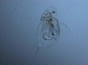 Daphnia2
