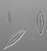 Diatoms