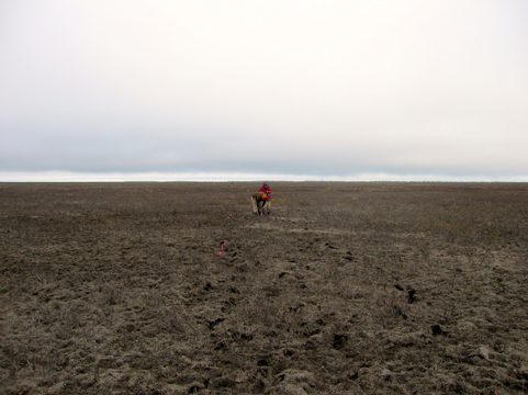 Sampling dead vegetation