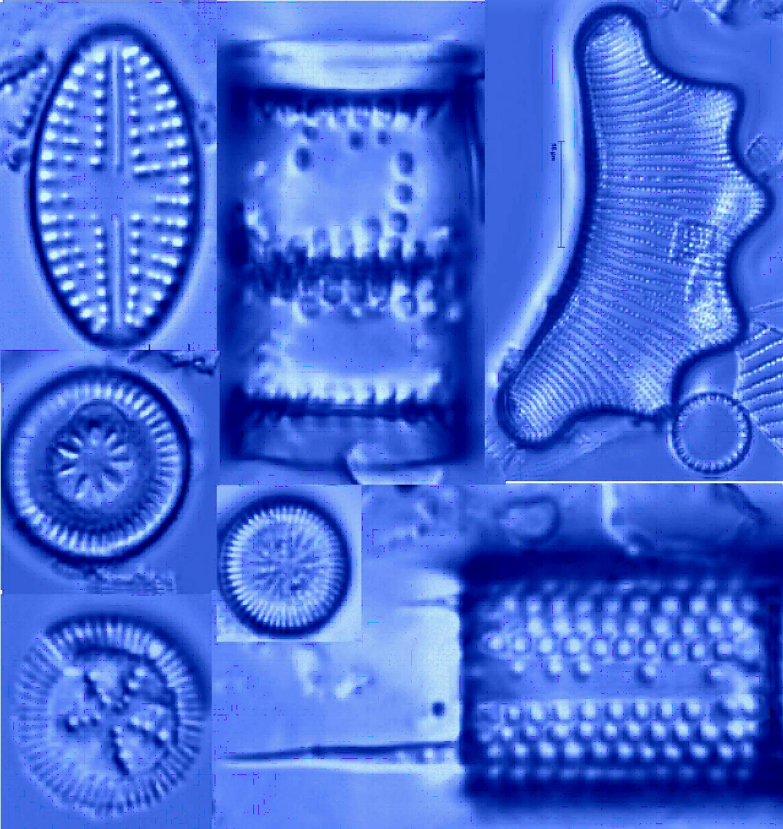 Assortment of diatoms