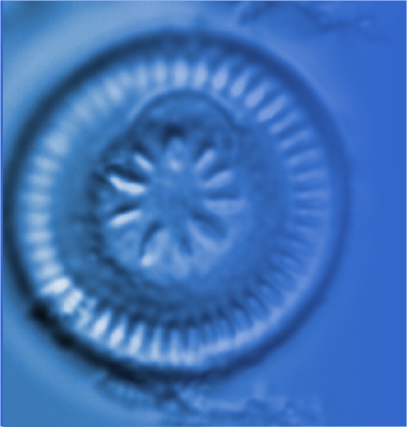 Cyclotella image