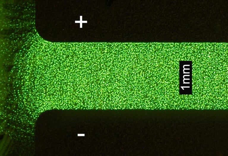 A polymer bulk homojunction LEC