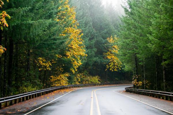 Winding road with tall evergreen trees surrounding it