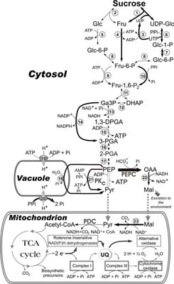 Model illustrating alternative pathways of cytosolic glycolysis, miETC, and tonoplast H+ - pumping processes