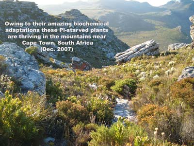 Mountain landscape. Text overlay: Owing to their amazing biochemical adaptations these Pi-starved plants are thriving in th emountains near Cape Town, South Africa (Dec.2007)