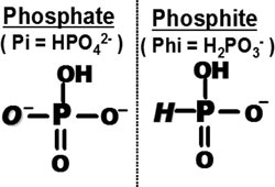 Phosphate and Phosphite chemical equations
