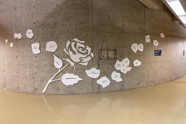 white roses on a concrete wall