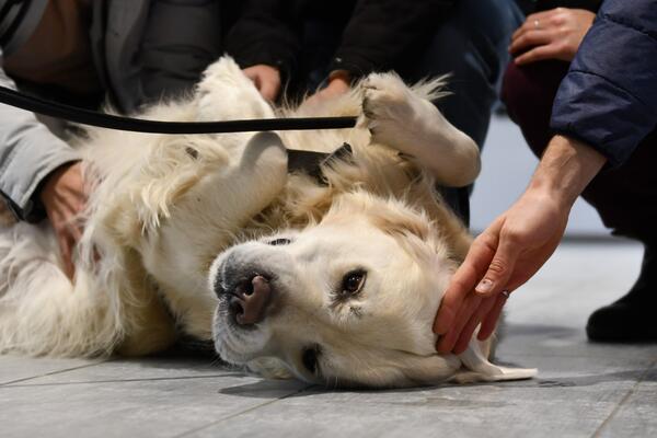 Oscar the dog laying on his back
