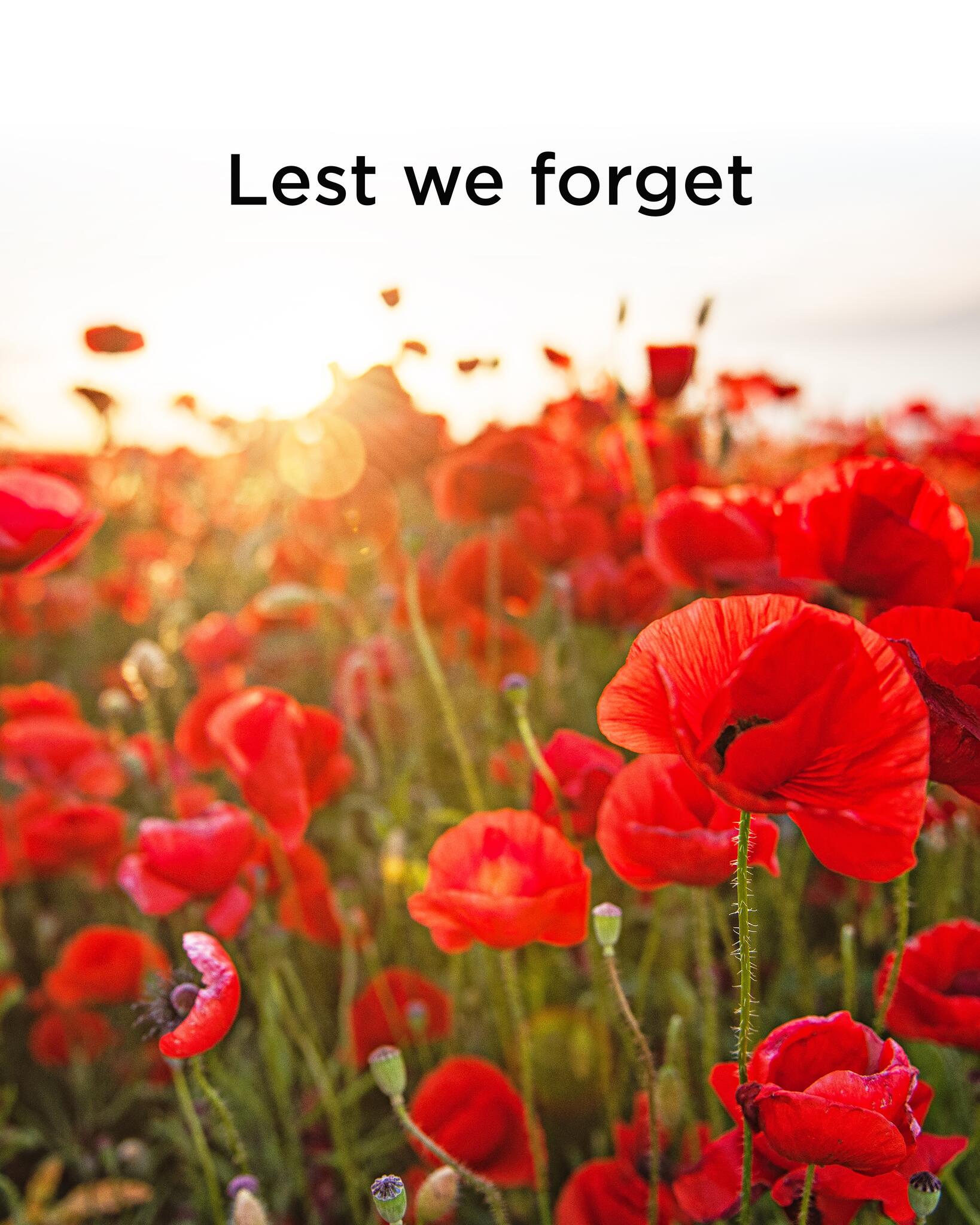 Poppy field with the sun shining behind it (creating a camera glare) with the words "Lest we forget" on the top.