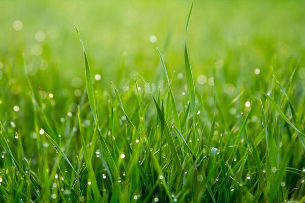 Close up of grass with dew on it