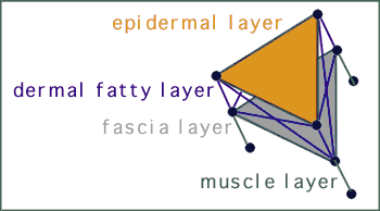 Face layer diagram