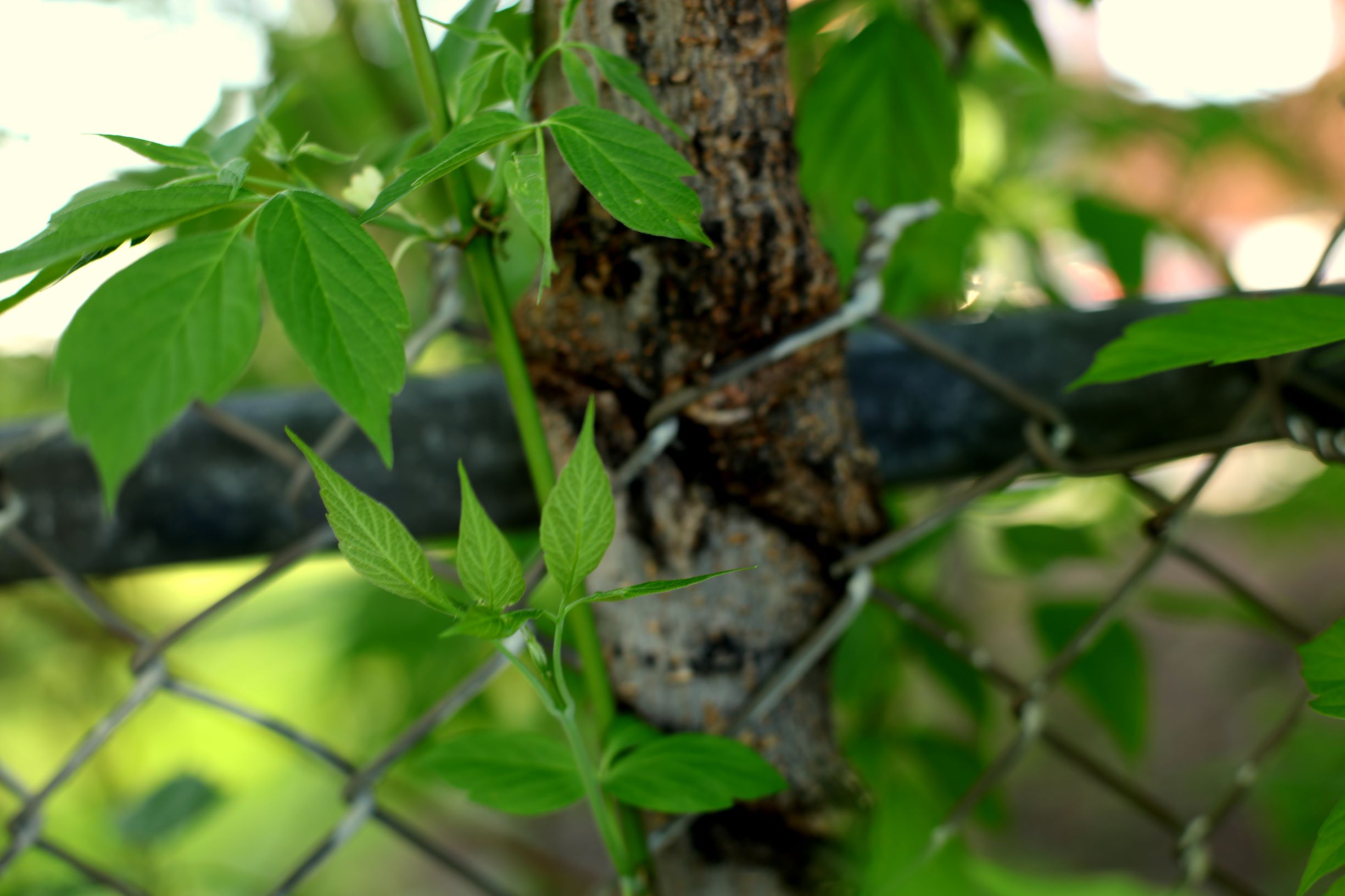 greenery growing through a chain-link fence