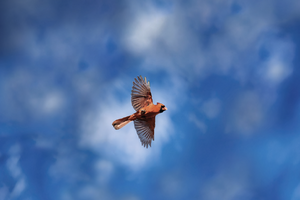 Under view of a Brownish Red Cardinal Flying through a Blue Cloudy Sky. 