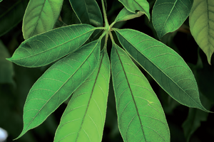 Winter 2025 - Jeric Tindoy Olay