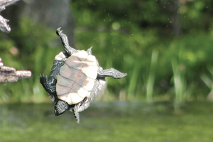 Fall 2025 - World Turtles