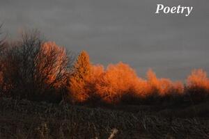 Winter 2024 - My father, a horse whisperer 