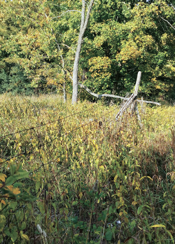 A field of Dog-Strangling Vine (Vincetoxicum rossicum) with a fence through the Wine. There are two trees in the back, one has no leaves.